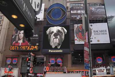 Times Square Bulldog400