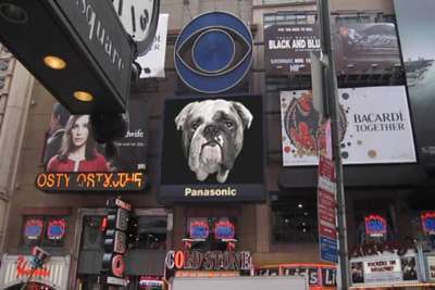 Times Square Bulldog400