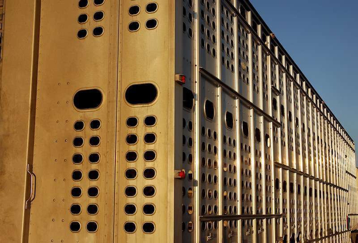 FMCSA extends hoursofservice break exemption for livestock haulers