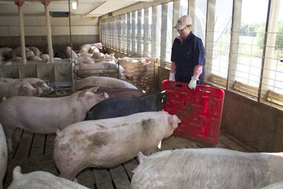 Maggie Stone sings Homer Simpson’s “Spider-Pig” song to unload 300-lb. swine