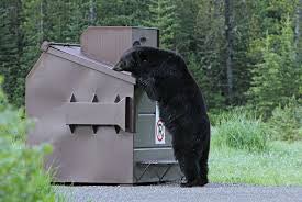 After dining out in a dumpster, a bear in central California got an unexpected ride in a garbage truck.