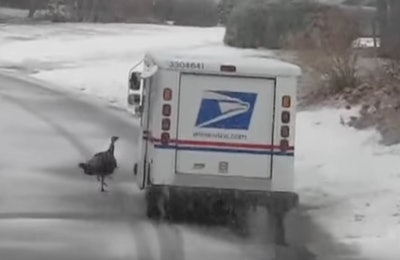 No, he’s not looking for the mail. Wild turkeys have actually been attacking mail trucks in the northeast. No word on how UPS trucks have fared with the frenzied fowl.