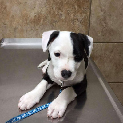Aria as a puppy when Guerrero adopted her.