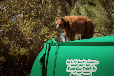 A hungry bear climbed to the top of a garbage truck in Los Alamos, New Mexico recently and rode for about five miles before the driver realized he was there. (Photo: U.S. Forest Service)