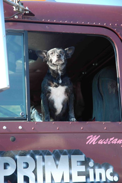 Omnitracs is looking for submissions for its Big Rig Buddies 2017 Giveaway. Drivers can submit a photo of their furry travel companion along with a description as to why their pet is the best companion on the road.