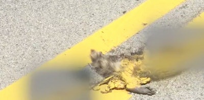 Sorry…painting over roadkill won’t make it go away.