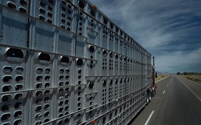 Read coverage of the Senate’s proposed hours of service overhaul for livestock haulers at this link. The Trucking Alliance, a coalition of some of the country’s largest carriers, wrote Congress this week announcing its opposition to the Senate bill. (Photo by Jim Allen/365 Trucking)