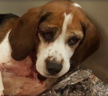 One of the dogs had to have its leg amputated.