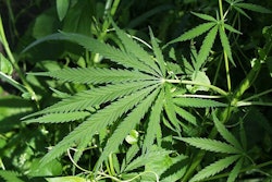 Hemp-2019-10-31-13-44