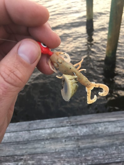 Fishing is another nice diversion. Some states are waiving license fees during the pandemic. Just keep at least six feet away from other anglers and hope you catch more than this barnacle I reeled in yesterday. I also caught three trout on this same jig.