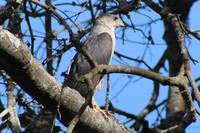 While sheltering in place, I’ve been shooting more pictures of wildlife. It’s a nice diversion from this unprecedented mess we find ourselves in. Birds have long inspired automakers. This broad-shouldered hawk swooped down and scared off the squirrels and even silenced a noisy wood pecker. I admire its intensity and am willing to bet that its next meal isn’t too far off.