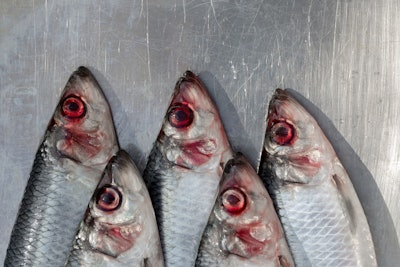 red herring fish