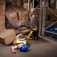Employee crushed by pallet