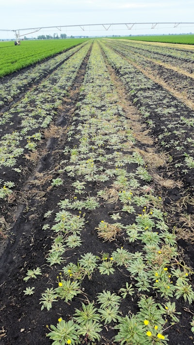 flowering Taraxacum kok-saghyz