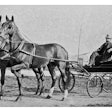 horses and buggy