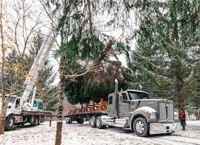 U.S. Capitol Christmas Tree harvesting