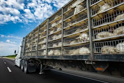 chicken truck on highway